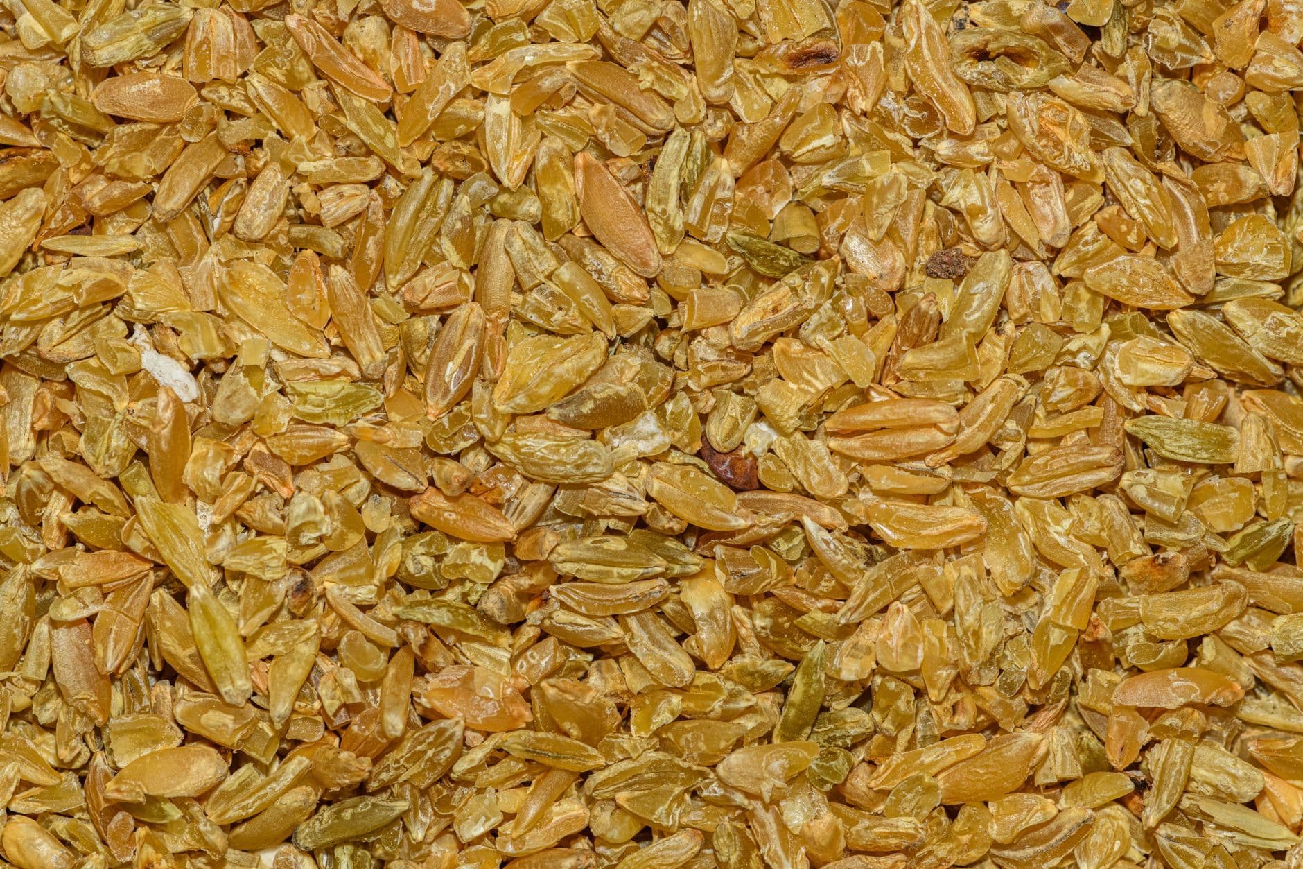 High-resolution close-up of dried wheat grains with a textured golden hue.