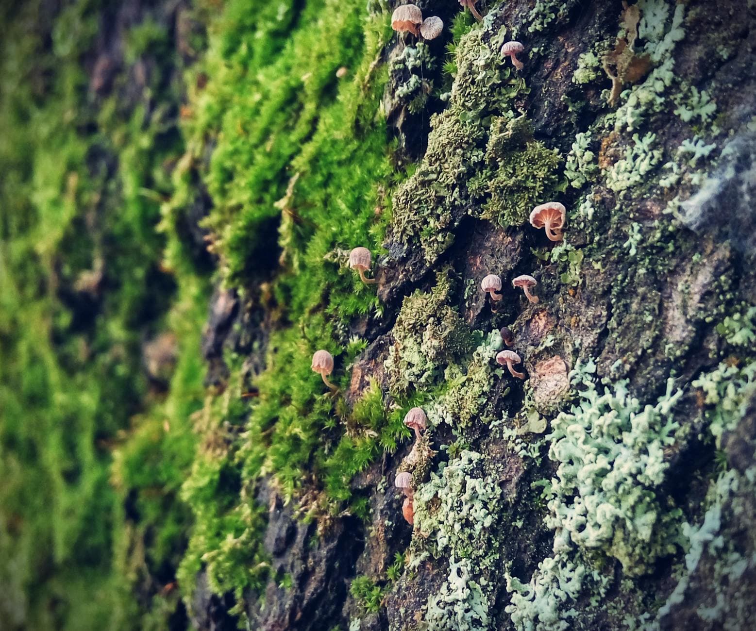 Macro shot of green moss and tiny fungi on a tree bark, showcasing natural forest textures.