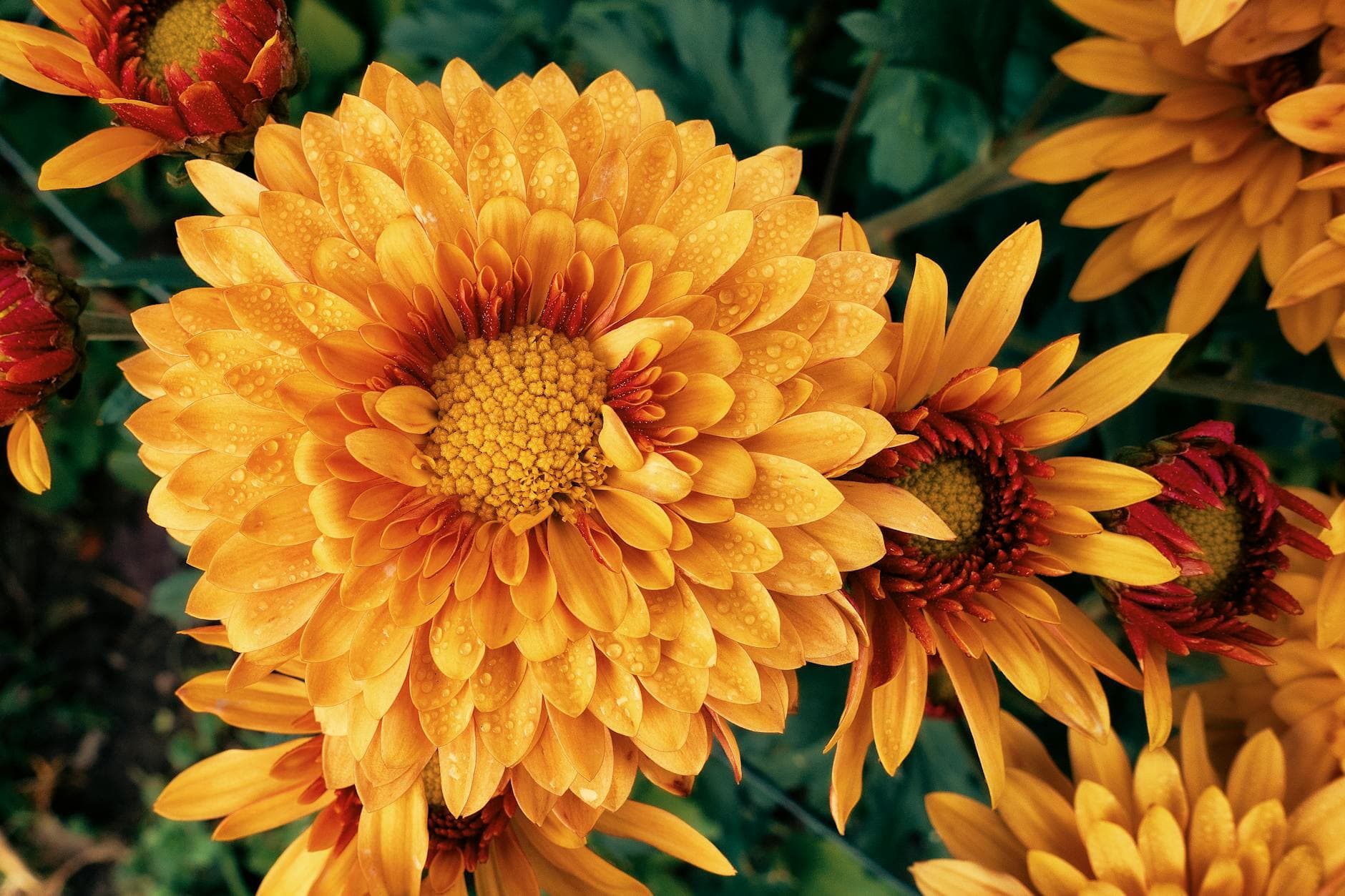 Close-up of vivid yellow chrysanthemums with fresh dew drops, showcasing natural beauty and freshness.