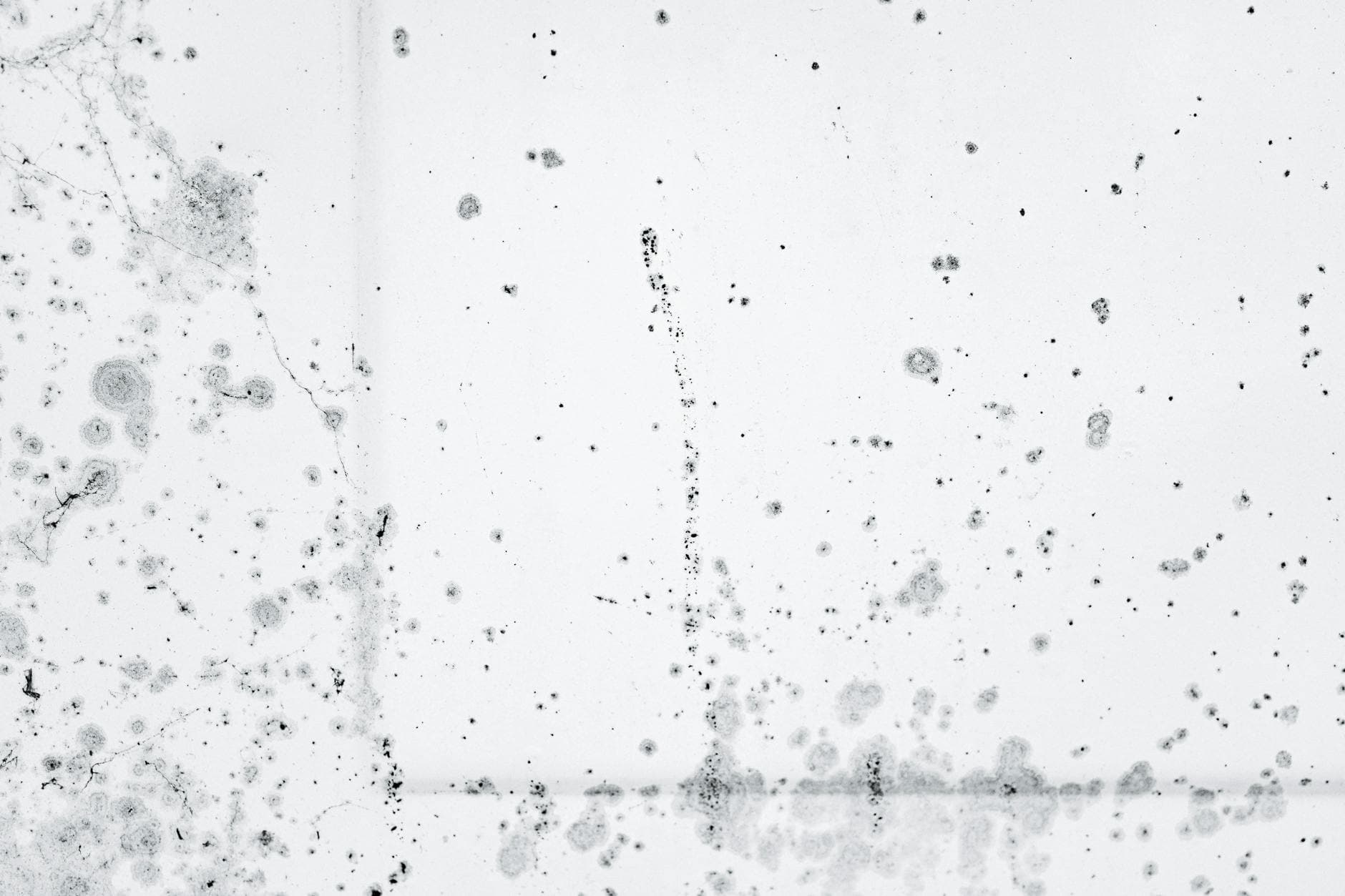 Intricate pattern of black mold spores on a white background, showcasing decay and organic growth.